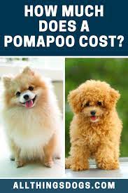 Pomapoo Price Pomapoo Poodle Mix Puppies Lap Dog Breeds