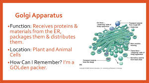 Check spelling or type a new query. Warm Up Organelle Presentation Ppt Download
