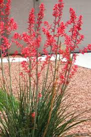 Red Texas False Yucca Baby Shoots Plant Hummingbird Hesperaloe Etsy Xeriscape Landscaping Xeriscape Hummingbird Plants