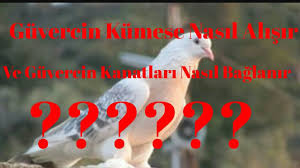 Guvercin Kumese Nasil Alisir Ve Guvercin Kanatlari Nasil Baglanir Youtube