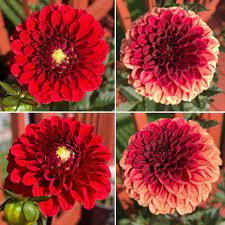 I Have No Idea How This Is The Same Flower But This Is A Week Difference In My First Dahlia Bloom After Some Research I Think It Might Be Bloom Flowers