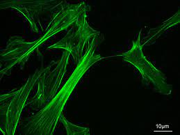 Check spelling or type a new query. Microfilament Wikipedia