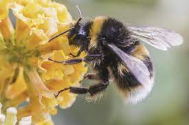 Learn about bumble bee stingers and why they may sting you. Fat Bottom Bees Local Sports Paducahsun Com