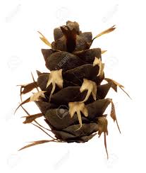 It is not suitable to all growing environments. Douglas Fir Pine Cone Isolated On White Background Pseudotsuga Stock Photo Picture And Royalty Free Image Image 53961821