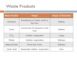 Excretion Is The Separation Of Wastes From Body Fluids Are Eliminating Them Excretion Is Performed By Four Systems Th Body Fluid Cellular Respiration Bladder