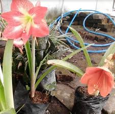 Tanaman amaryllis, atau hippeastrum, adalah bunga tropis yang berasal dari afrika selatan. Cara Menanam Bunga Amarilis Dalam Pot Pesona Bunga