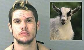 Horrific aftermath of brutal animal torture. Man 20 Raped And Killed Pygmy Goat While High On Bath Salts Daily Mail Online