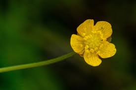 Image result for Ranunculus multifidus