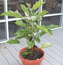 Growing Eggplant In Containers Our Happy Acres Growing Eggplant Garden Plots Container Gardening