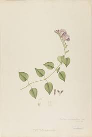 Image result for Asystasia sp. (Biegel 5184)