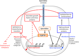 The free spermidine concentration is much higher in cells than in plasma. Frontiers Soft Tcptp Agonism Novel Target To Rescue Airway Epithelial Integrity By Exogenous Spermidine Pharmacology