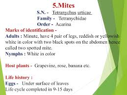 Image result for Tetranychidae grapevine