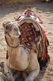 Ones a camel and ones a giraffe. Pin On Bible Study Aids