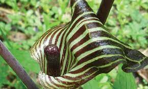 They are morphologically distinct and show some ecological separation. Jack In The Pulpit Knowledgebase Johnson S Nursery