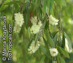 Image result for Melaleuca leucadendron