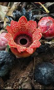 Image result for Sarcophyte piriei