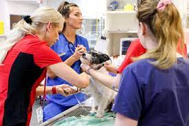 We will find the best urgent care services near you (distance 5 km). After Hours Vet Queensland Emergency Vet Jindalee Animal Emergency