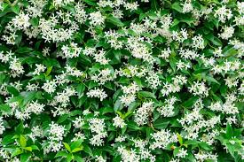 So, you get delicious, robust apples in climates not typically. How To Grow Star Jasmine Plant Care Tips Horticulture Co Uk