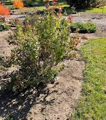 Image result for Priva curtisiae