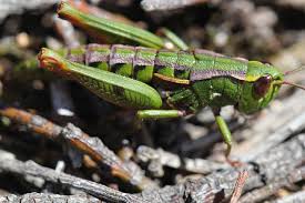 Image result for Albertisia