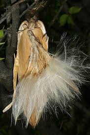 Image result for Strophanthus bequaertii