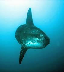 As you gain weight, your mola mola will change in appearance. Datei Mola Mola Geant Bali Jpg Wikipedia