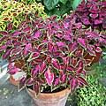 Image result for Coleus kapatensis
