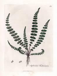 Image result for Asplenium trichomanes
