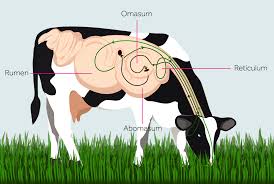 4 must follow steps if you want to lose your belly. Dairy Cow Digestion And Methane Production