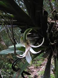 Image result for Jumellea usambarensis