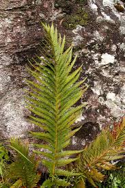 Image result for Todea