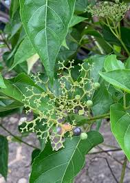 Image result for Premna serratifolia