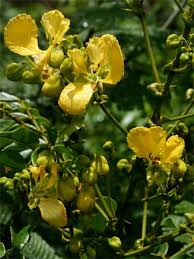 Image result for Senna petersiana