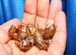 Maryland — the cicada buzz isn't going away. Cicada Shells Cicada Shell Lot Of 6 Cicada Shellscicada Etsy