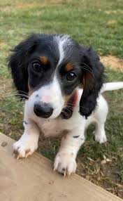 Look here to find a dachshund breeder close to youiowa who may have puppies for sale or a male dog available for stud service. Buchanan S Dachshunds Iowa Home Facebook