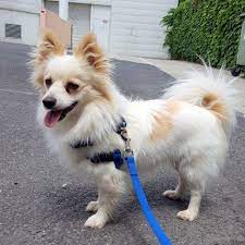 We did not find results for: Jack Russell Pomeranian Novocom Top
