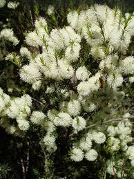 Image result for Melaleuca ericifolia