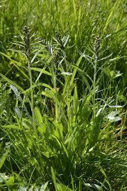 Image result for Gnaphalium