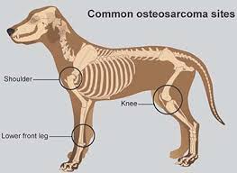 The veterinarian might also need to have a fluid sample in the lymph nodes to discover whether there are cells that are cancerous there. Osteosarcoma Bone Cancer In Dogs Pdsa