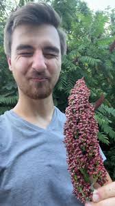 Have you ever made suamc-ade or wild sumac spice before? #foraging #nature  #plantidentification #botany #sumac #rhus