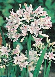 Agapanthus Strawberry Ice The Genus Name Agapanthus Is Derived From Two Greek Words Agape Which Mean Agapanthus Flower Photography Art Flower Pictures