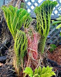 Image result for Gunnera