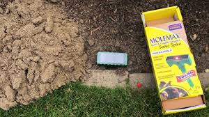 Maybe you would like to learn more about one of these? How To Chase Away Moles From Your Yard What Doesn T Work Youtube