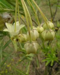Image result for Gomphocarpus semilunatus