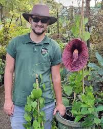 Image result for Aristolochia gigantea