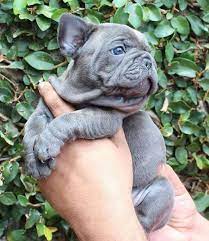 All are up to date…. Gray French Bulldog Puppy With Blue Eyes Crazypurplemama