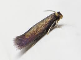 Image result for Stigmella freyella