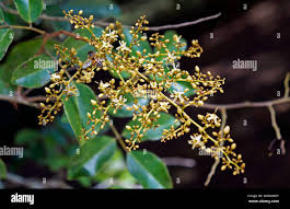 Image result for Dialium