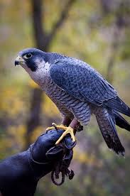 Peregrine Falcon Willowbrook Beautiful Birds Birds Of Prey Pet Birds