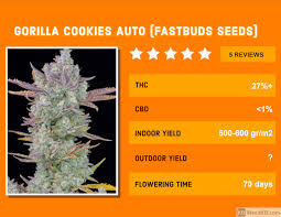 Original sensible seeds' gorilla cookies description Gorilla Glue Auto Review Expect Highly Resinous Harvest Weed Kb